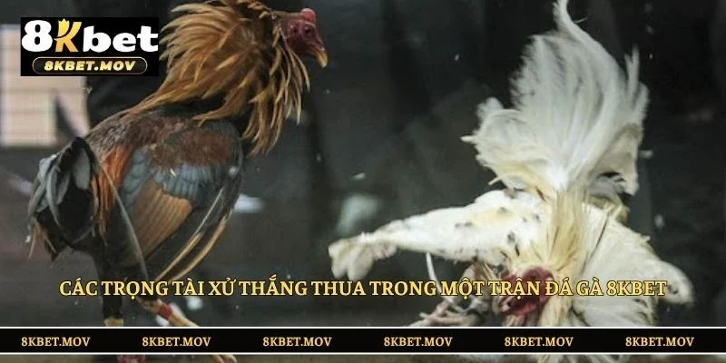 Các trọng tài xử thắng thua trong một trận đá gà 8KBET