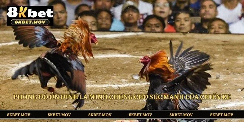 Phong độ ổn định là minh chứng cho sức mạnh của chiến kê