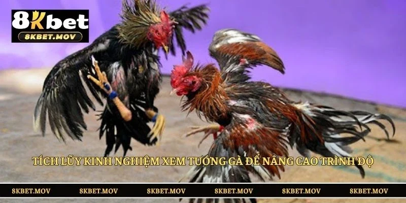 Tích lũy kinh nghiệm xem tướng gà để nâng cao trình độ