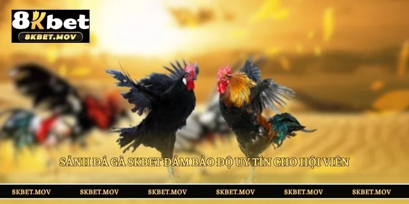 Sảnh đá gà 8KBET đảm bảo độ uy tín cho hội viên
