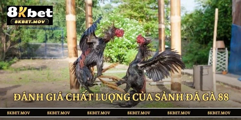 Đánh giá chất lượng của sảnh đá gà 88 hot nhất