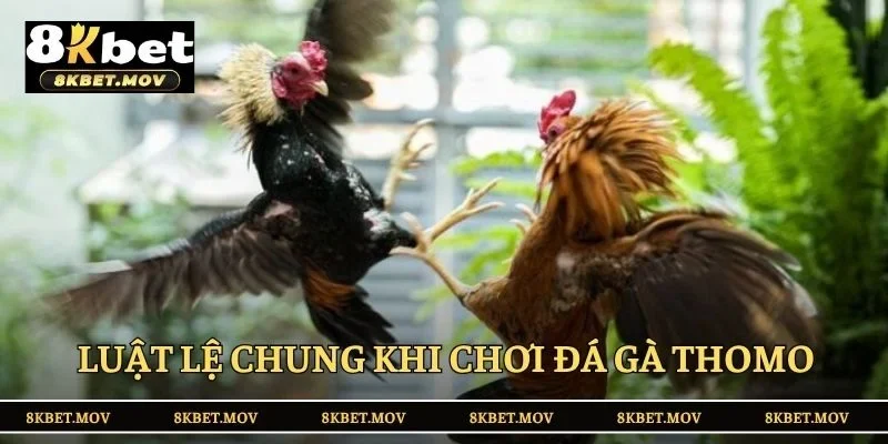 Luật lệ chung khi chơi đá gà Thomo online