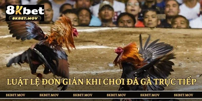 Luật lệ đơn giản khi chơi đá gà trực tiếp 