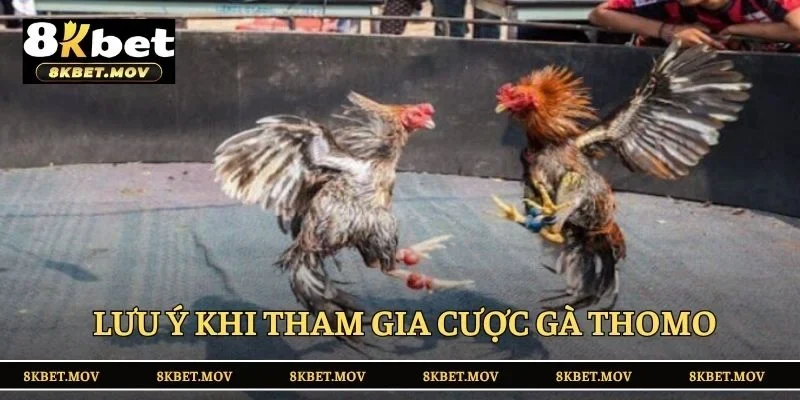 Lưu ý hàng đầu khi tham gia cược gà Thomo