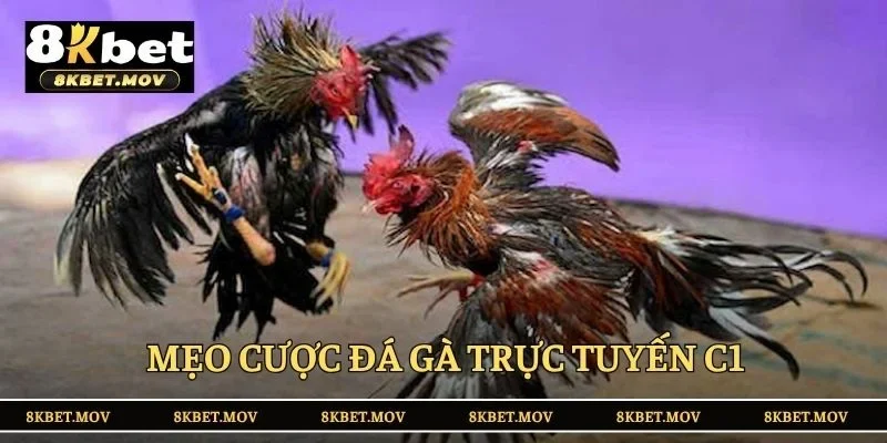 Mẹo cược đá gà trực tuyến C1 cho người mới