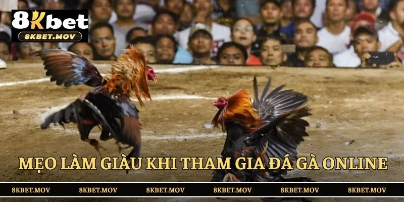 Mẹo làm giàu khi tham gia đá gà online tại 8KBET