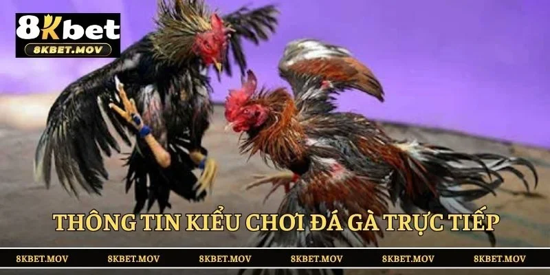Thông tin kiểu chơi đá gà trực tiếp tại 8KBET