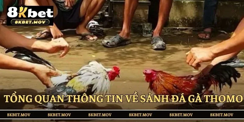 Tổng quan thông tin về sảnh đá gà Thomo tại 8KBET